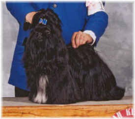 Ista's Basic Black