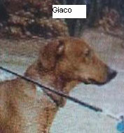 GIACO aus dem Eldorado