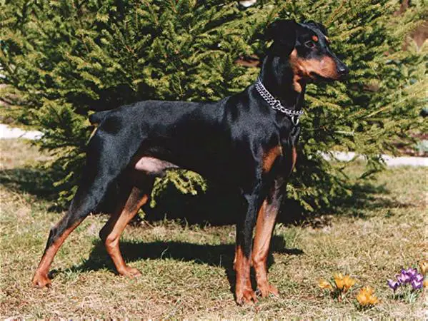 Duffyco's BERTIL