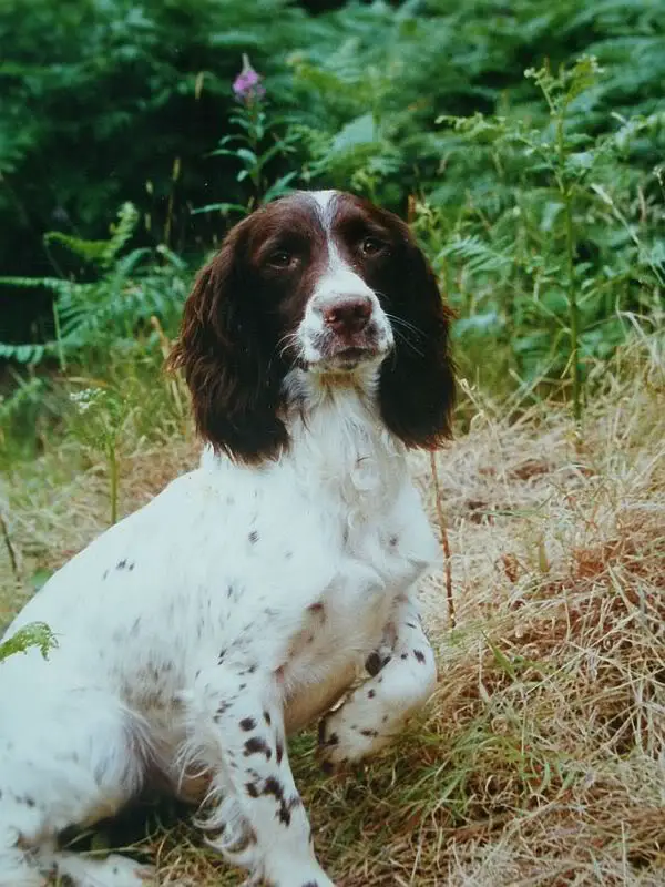 English springer sales spaniel pedigree database