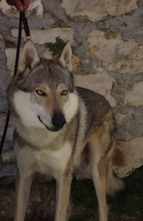 Echo Crying Wolf