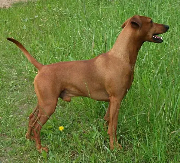 ALLEGRO von Masterhof