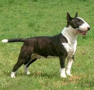 Hutch spike vom kaiserstuhl