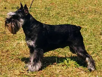 Boltres ARLETTA