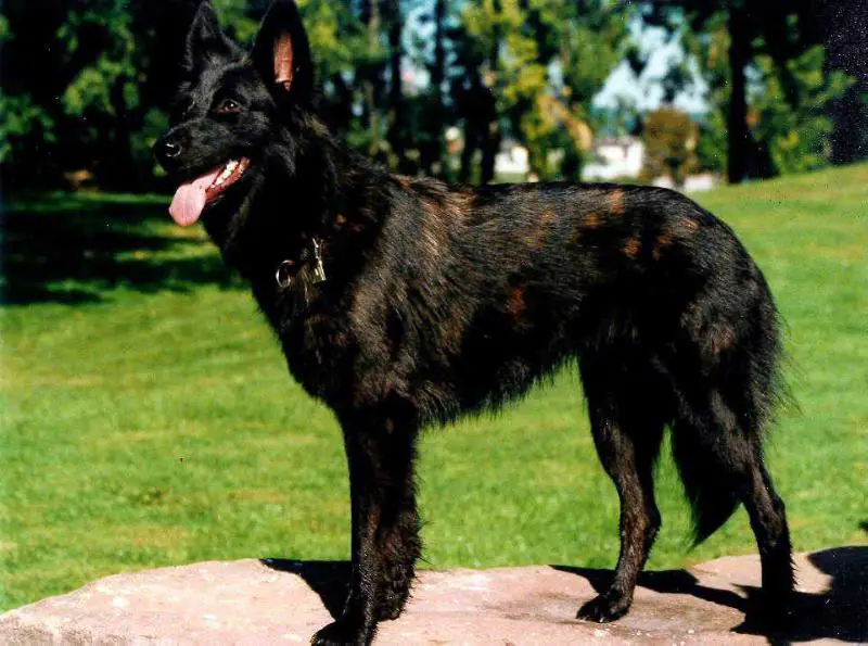 Maya du Mont Brabant