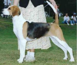 Brooklea's Jessy Jane
