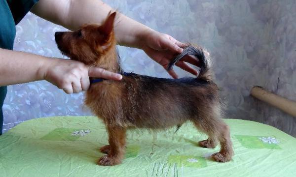 YakoGor Outstanding Blue Ribbon