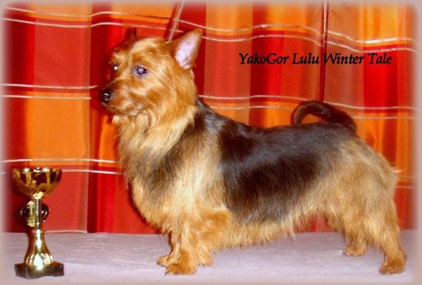 YakoGor Lulu Winter Tale