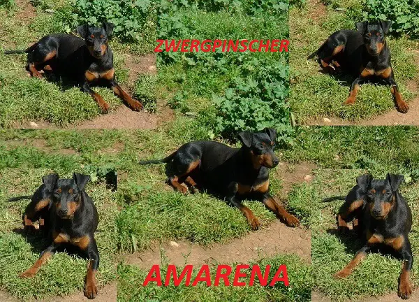 Amarena