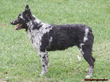 Teglashegyi Fatyol