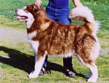 Giant red sales malamute
