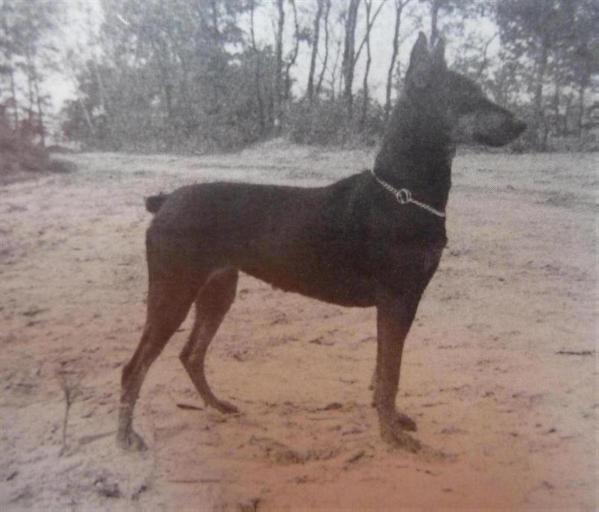 BELLA von der Vogelweide