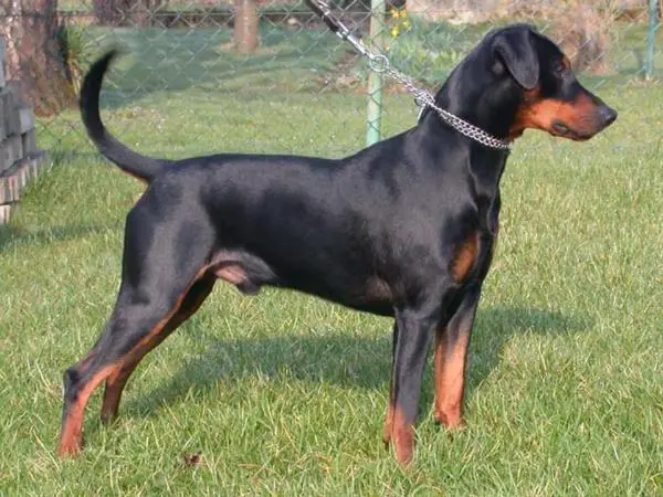 Duffyco's GALIK