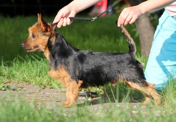 Snezhnoe Tango Olaf Black Prince