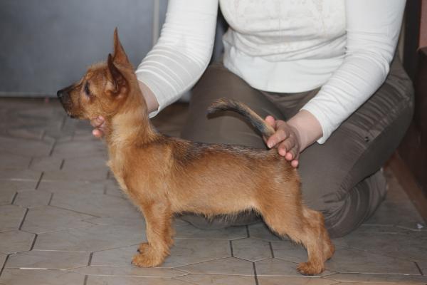 Snezhnoe Tango O Scarlet My Love