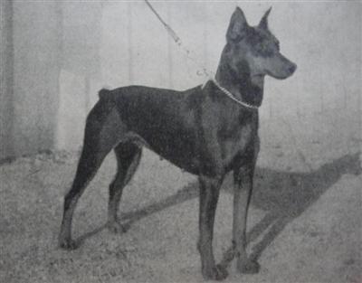 KRESSI von der Birkenheide