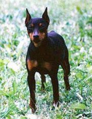 Brenda v.Schloss berge