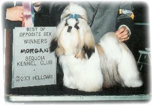 Hallmark Jolei Captain Morgan