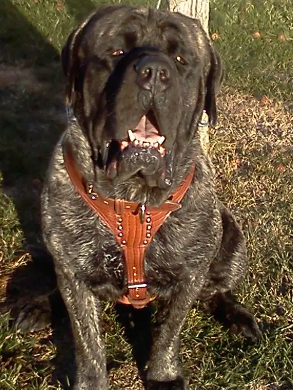 Simba Tristan of Wycliff