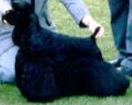 Cashmere Cause For Applause