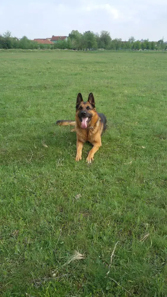 Rio Bravo von Gluckhaus - Lale