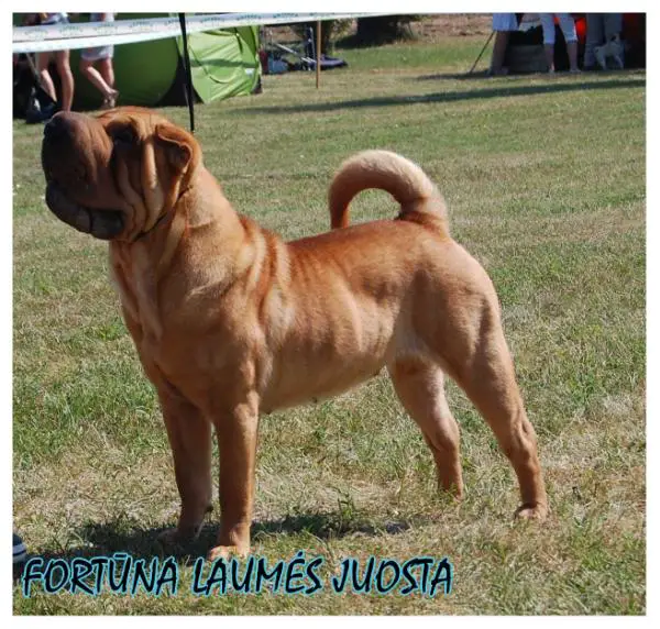 Fortuna LAUMES JUOSTA