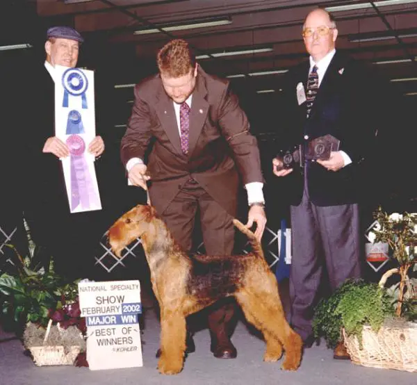 Hk airedales sales