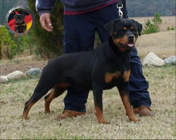 dkv rottweilers