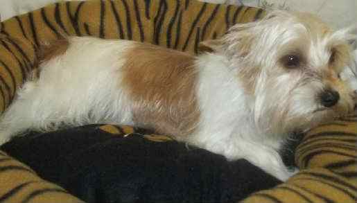 BFF Yorkies Jondalar of Acorn Manor