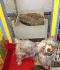 BFF Yorkies Browny Delight