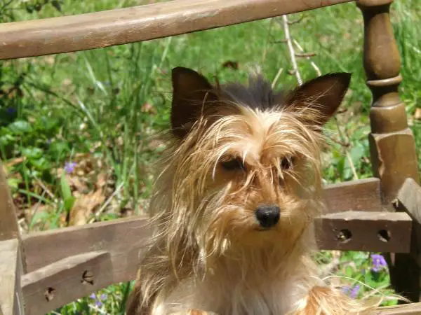 Countess Godiva Rocher Coleman