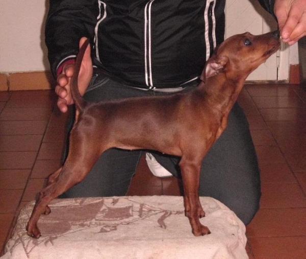 Ninja dei Figli di Paparott
