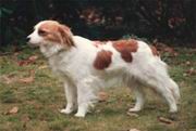 Taga's Abby of Rakker