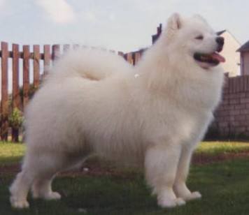 vandreem samoyeds