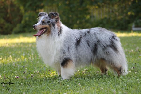 Jey Jey of Sheltie-Castle