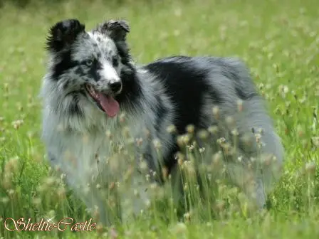 Florence of Sheltie-Castle