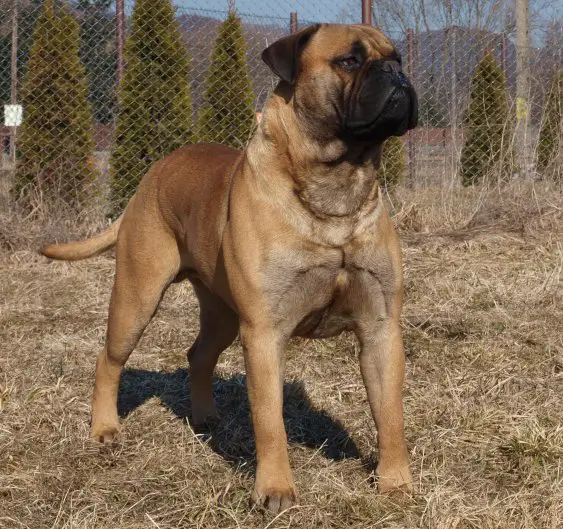 bullmastiff hunting