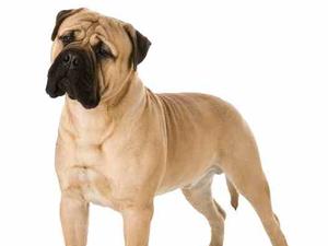 Bastion bullmastiffs sales