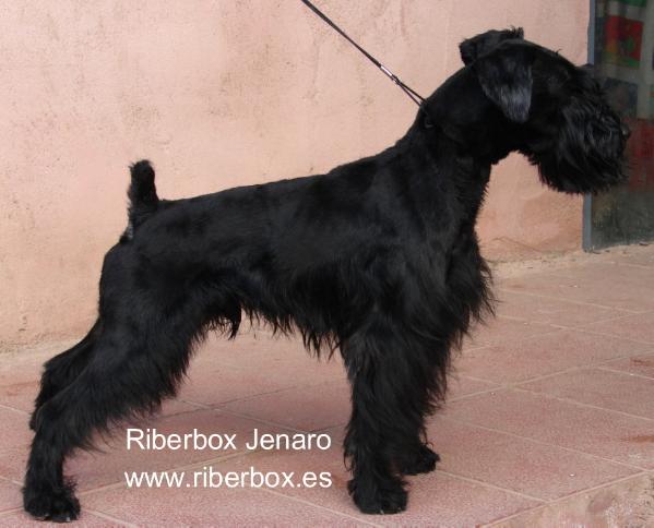 Riberbox Jenaro
