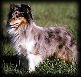 Tiritomba Blue of Silver Shadow