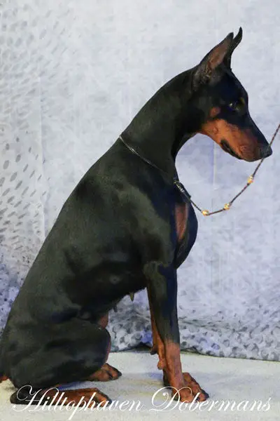 ckc doberman