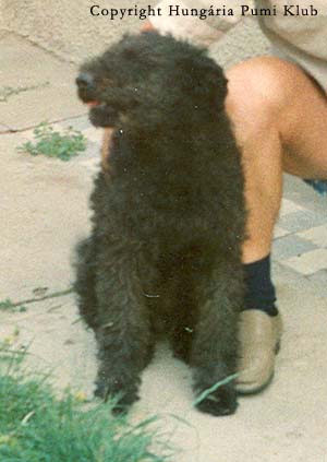 Sziki Villám