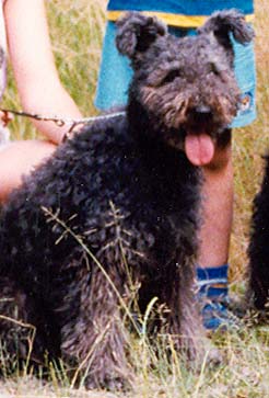 Tehéntánci Ida Bogáncs