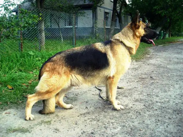german shepherd eyesight
