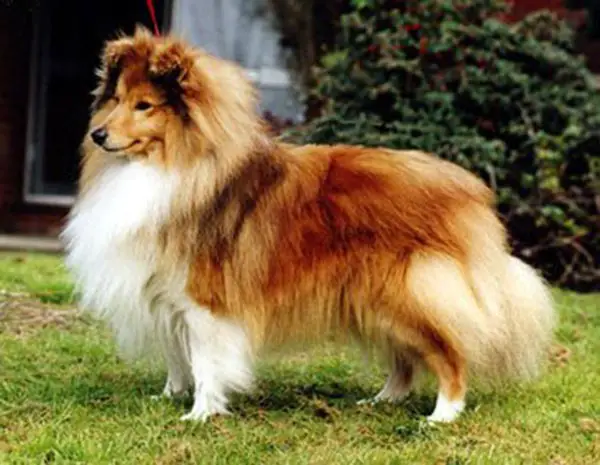 milesend shelties