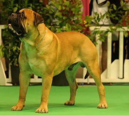 RUPPERT DA CASA ALTO CRISTELO
