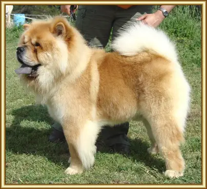 Mi-Paos Canadian Maximus.