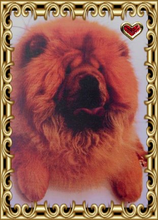Frodo De Los Perros De Bigo.