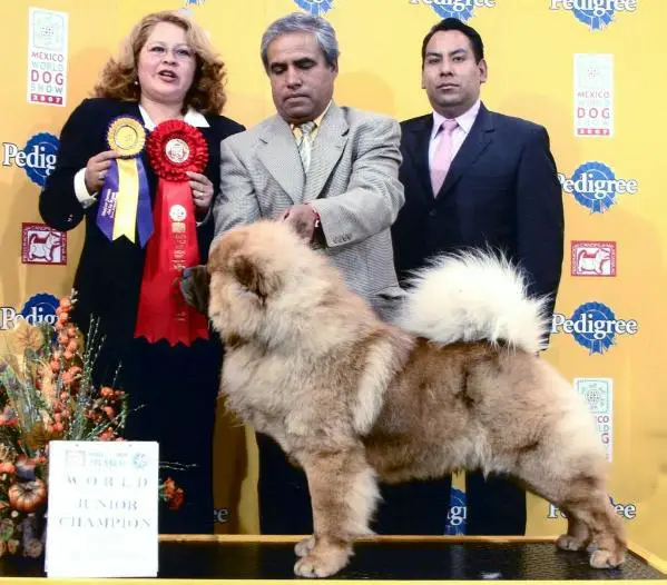 Mister Booba De Los Perros De Bigo