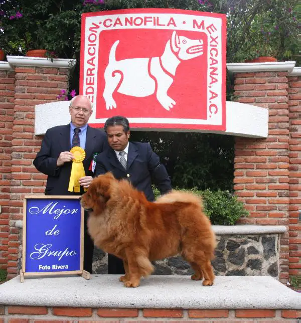 Poockie (Hoyo) Mex. FCI.